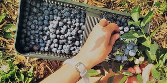 Predaj sadeníc čučoriedok kanadských - 7