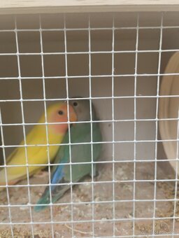 agapornis ružovohrdlý 1 - 7