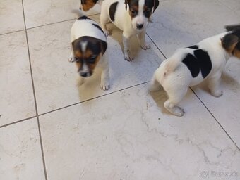 Jack russell - 7