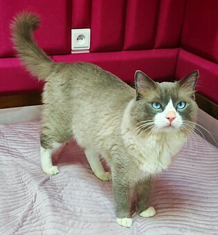 Ragdoll - 7