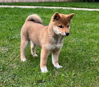 Shiba Inu - 7