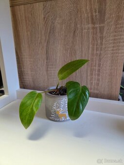 Izbové rastliny - 7