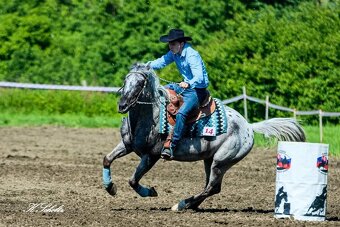 Appaloosa pripúšťanie - 7