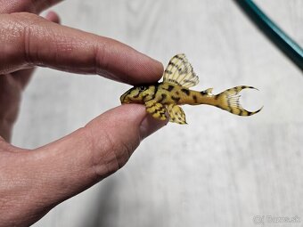 Pleco, Hypancistrus, Ancistrus long fin, sumce - 7