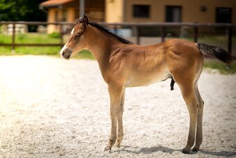Bay hřebec American Quarter Horse, reining původ, matka s PE - 7