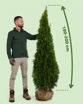 TUJE SMARAGD 220-250cm AKCIA 25€ - 7