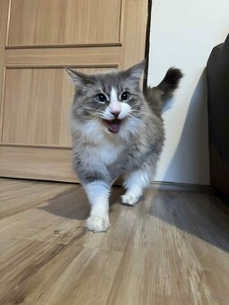 Predám kocúrikov Ragdoll - 7