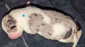 Border colia- blue merle - 7
