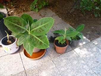 Agáve americká, bananovník - 7