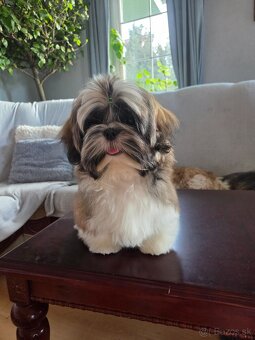 Šteniatka shih tzu s PP - 7