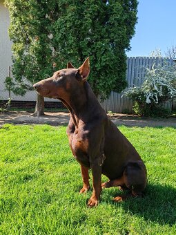 Doberman - 7