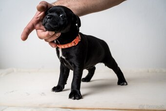 Staffordshire bullterrier - 7