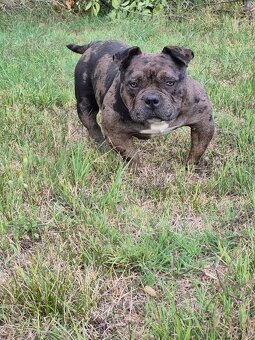 American bully pocket - 7