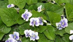 Ponúkame ozdobné rastliny - 7