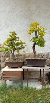 bonsai,bonsaj-DUB 7 - 7