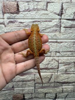 Agama bradata - 7