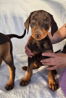 Doberman - 7