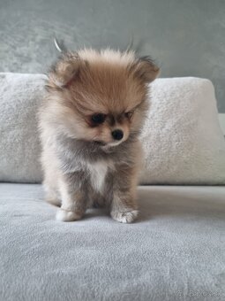 Predám šteniatka POMERANIANA - 7