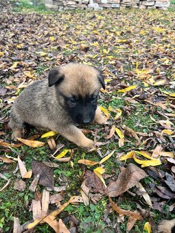 Predám šteniatka - 7