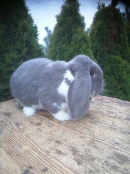 Francúzsky baran - 7