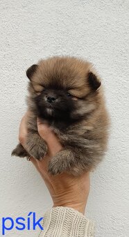 Pomeranian Boo mini - 7