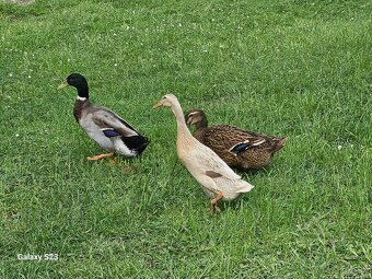 Predám kačacie nasadové vajíčka - 7