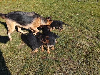 Šteniatka Nemecký Ovčiak - 7