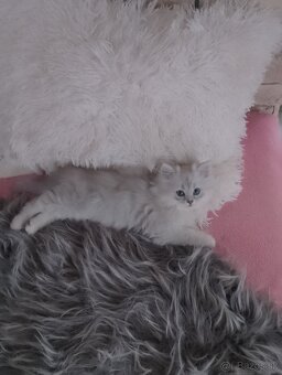 Predám nádherné mačiatka perzska cincila - 7