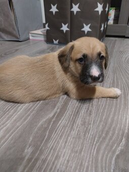 Darujem šteniatka - 7