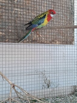 Predám rozely pestré - 7