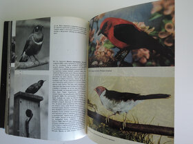 Veľký obrazový atlas vtákov; Jan Hanzák - 7