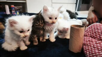 MAINE COON mačiatka , snehobiely kocurikovia - 7