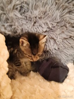 Darujem mačiatka do dobrých ruk - 7