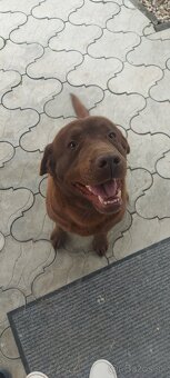 Labrador na krytie - 7