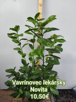 Vavrínovec lekársky NOVITA 5€ - 7
