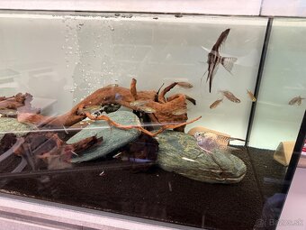 300L akvárium so skrinkou, technikou, rybičkami a dekoracie - 7