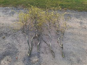 Vŕba pokrútená, rýchlo rastúci strom. Salix erythroflexuosa - 7