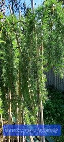 Okrasné rastliny na živé ploty - 7