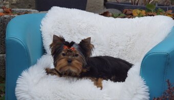 Yorkshire terrier - 7