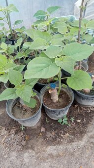 Cisársky strom Paulownia Shan tong,R-112,9502,,paotong z07 - 7
