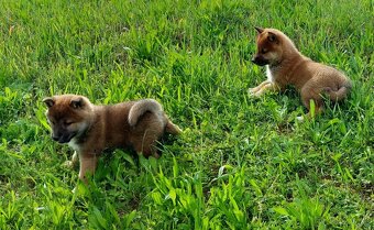 shiba inu - 7