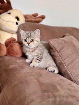 Škótska klapouchá mačka, scottish fold,straight s PP - 7