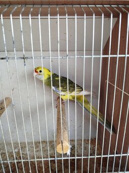 NOFEMA, ROZELA a AGAPORNISI - 7