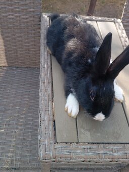 Holandský zakrslik - 7