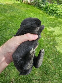 Belgický obor mladé zajace na chov - 7