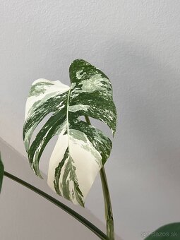 Monstera albo - 7