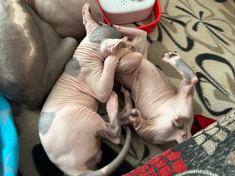 Sphynx - 7