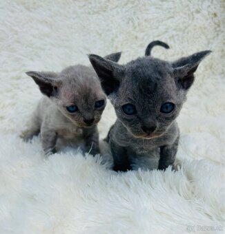 Devon Rex. Modré mačky na výber. Cena za jedného. z PP - 7