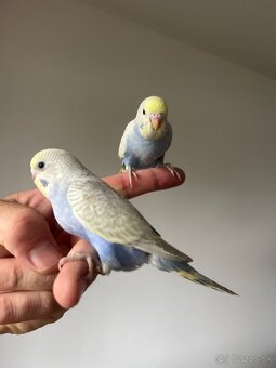 Andulka Duhova Mauvi Krotká - 7