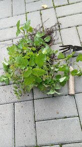 Sadenice byliniek - 7